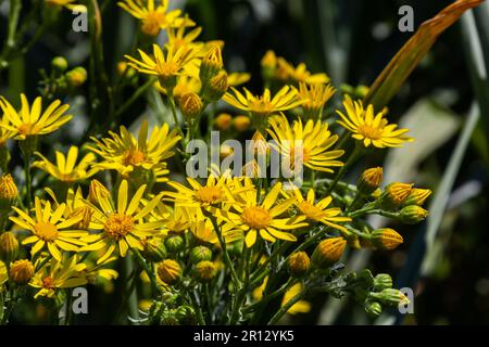 Nahaufnahme vieler Schmetterlinge auf einer gelben blühenden gewöhnlichen Ragwurz- oder Jacobaea vulgaris-Pflanze. Stockfoto