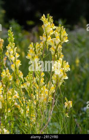 Linaria vulgaris, die Namen sind gemeiner Karottenflachs, gelber Karottenflachs oder Butter und Eier, die im Sommer blühen. Stockfoto