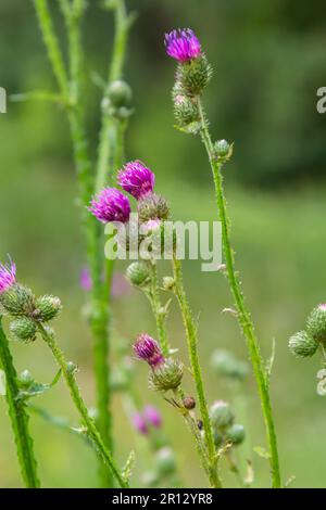 Ein blühender Strauß rosa sät Cirsium arvense in einer natürlichen Umgebung, inmitten von Wildblumen. Die schleichende Distel im Sommer blühende Kreiselarvense. Viole Stockfoto