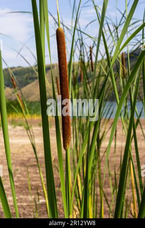 Reed Mace Pflanze auch bekannt als Katze - Schwanz, Bullauge, Sumpfwurst, Punks, Typha angustifolia. Stockfoto