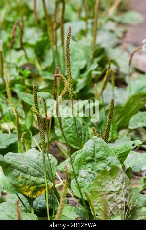 Plantago Major Plantago, Plantain, Flleworts Es gibt 3-5 parallele Adern, die sich in breiteren Blättern unterscheiden. Die Infloreszenzen auf langen Stängeln mit kurzem spi Stockfoto