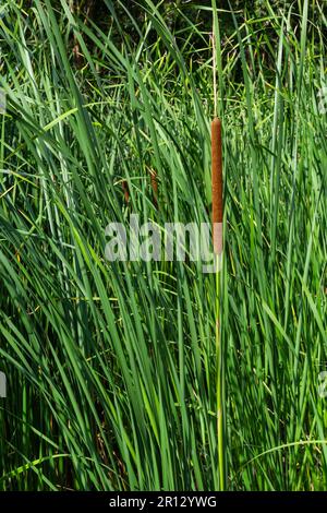 Reed Mace Pflanze auch bekannt als Katze - Schwanz, Bullauge, Sumpfwurst, Punks, Typha angustifolia. Stockfoto