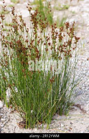 Common Soft Rush Juncus effusus ist eine mehrjährige, krautige Pflanzenart der Familie Juncaceae. Stockfoto