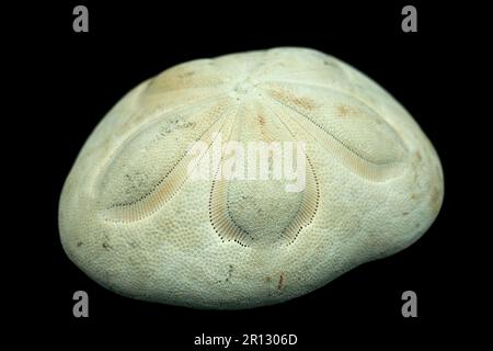 Seekeks, auch bekannt als Seekeks, Sanddollar und Seeigel, isoliert auf schwarzem Hintergrund, hoher Kontrast Stockfoto