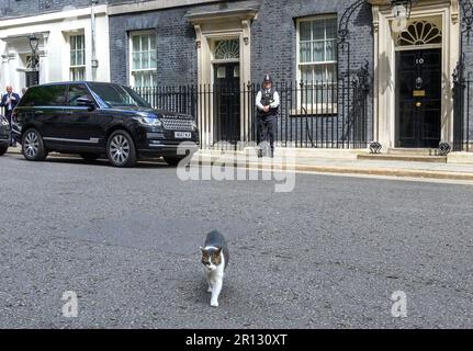 Larry the Cat - Chefmouser seit 2011 im Kabinettsbüro - in Downing Street, Mai 2023 Stockfoto