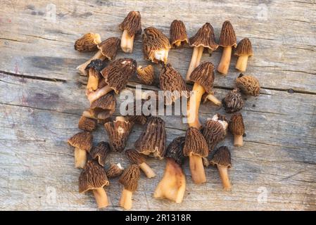 Frisch gepflückte Morchel-Pilze auf einem Holztisch Stockfoto