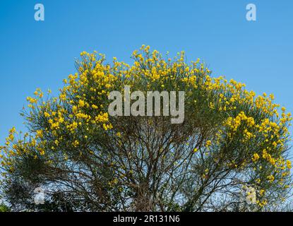 Gelber blühender wilder Gänsebüsch am blauen Himmel - Cytisus scoparius Stockfoto