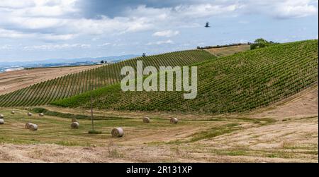 Heuhaufen auf dem Feld. Sommerlandschaft mit Heuhaufen im Hintergrund - Landwirtschaftskonzept, toskanische Landschaft, italien Stockfoto