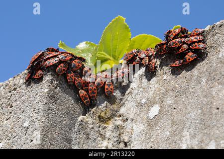 Eine Gruppe von Feuerwehrmännern, Pyrrhocoris apterus, die auf einer Wand sitzen Stockfoto