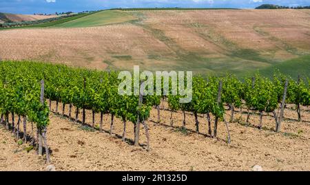 Landschaft der Toskana regon, Hügel, Wiesen und Weinberge, Mittelitalien - Europa - ländliche Landschaft Italiens mit Feld und Weinberg im Frühling Stockfoto