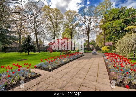 Elgin Town Moray Schottland Bäume in Blättern und rote Tulpen im Frühling im biblischen Garten Stockfoto