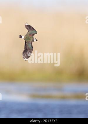 Sturzflug über Nebengewässer. Stockfoto