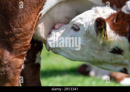 Hereford-Kalb, das auf einer Berglandweide am Rande der Howgill Fells in Cumbria, Vereinigtes Königreich, von seiner Mutter absaugt. Stockfoto