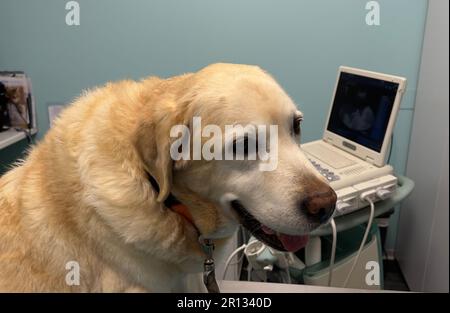Labrador-Hund in der Tierklinik Stockfoto
