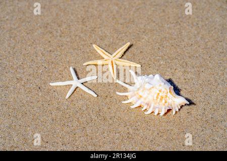 Sommer-Meer- oder Strandkonzept. meeresschnecke und Seesterne auf Sand. Draufsicht. Speicherplatz kopieren. Stockfoto