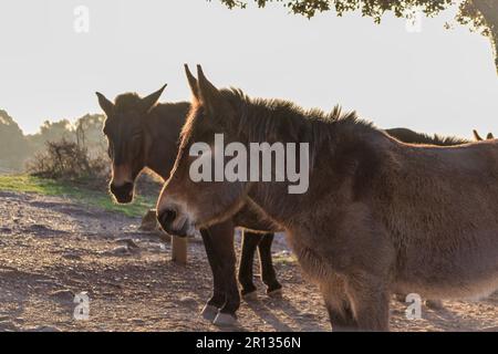 Arbeiten Maultiere auf der Spitze des Berges La Mola im Parc natural de Sant Llorenc del Munt i l'Obac, Valles Occidental, Katalonien, Spanien. Stockfoto