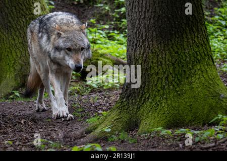 Niedersachsen, Dörverden: 11. Mai 2023, ein europäischer grauer Wolf in einem Gehege des Wolfszentrums Dörverden. Die Frage der Wölfe geht auf die Umweltminister der Bundesländer ein, die sich in Nordrhein-Westfalen zur Konferenz der Umweltminister treffen. Foto: Sina Schuldt/dpa Stockfoto