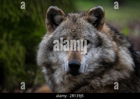 Niedersachsen, Dörverden: 11. Mai 2023, ein europäischer grauer Wolf in einem Gehege des Wolfszentrums Dörverden. Die Frage der Wölfe geht auf die Umweltminister der Bundesländer ein, die sich in Nordrhein-Westfalen zur Konferenz der Umweltminister treffen. Foto: Sina Schuldt/dpa Stockfoto