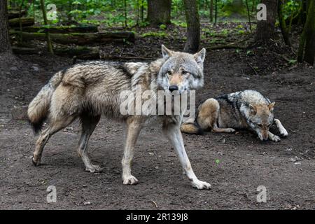 Niedersachsen, Dörverden: 11. Mai 2023, europäische graue Wölfe in einem Gehege des Wolfszentrums Dörverden. Die Frage der Wölfe geht auf die Umweltminister der Bundesländer ein, die sich in Nordrhein-Westfalen zur Konferenz der Umweltminister treffen. Foto: Sina Schuldt/dpa Stockfoto