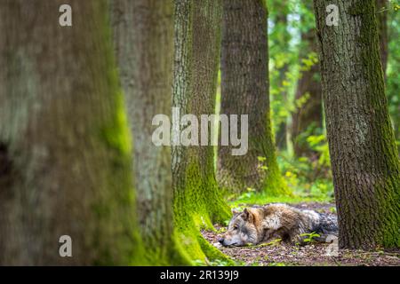 Niedersachsen, Dörverden: 11. Mai 2023, ein europäischer grauer Wolf in einem Gehege des Wolfszentrums Dörverden. Die Frage der Wölfe geht auf die Umweltminister der Bundesländer ein, die sich in Nordrhein-Westfalen zur Konferenz der Umweltminister treffen. Foto: Sina Schuldt/dpa Stockfoto