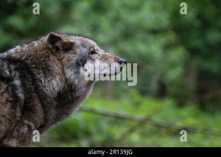 Niedersachsen, Dörverden: 11. Mai 2023, ein europäischer grauer Wolf in einem Gehege des Wolfszentrums Dörverden. Die Frage der Wölfe geht auf die Umweltminister der Bundesländer ein, die sich in Nordrhein-Westfalen zur Konferenz der Umweltminister treffen. Foto: Sina Schuldt/dpa Stockfoto