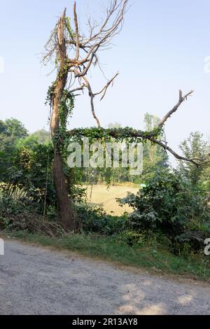 Ein Baum mit Efeu drauf Stockfoto