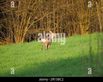 Europäisches Reh auf einer Wiese Stockfoto