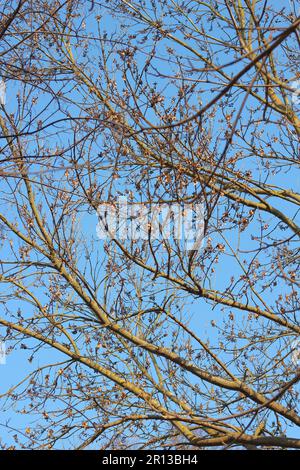 Frühling. Baumzweige, fotografiert inmitten des blauen Himmels im Sonnenschein Stockfoto