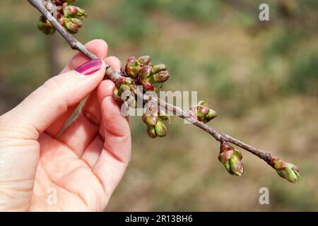 Das Mädchen hält einen Ast in der Hand. Im Frühling schwellen die Knospen an und streuen die ersten Blätter des Obstbaums, Kirsche. Die landwirtschaftlichen Arbeiten im Frühjahr beginnen Stockfoto