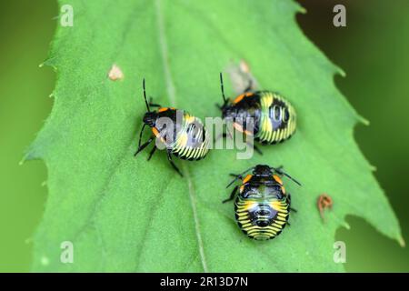 Grüner Stinkkäfer (Chinavia hilaris) auf einem Blatt Stockfoto