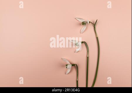 Ansicht von oben mit weißen Schneetropfen auf pinkfarbenem Hintergrund. Drei Frühlingsblumen liegen flach, Kopierraum. Stockfoto