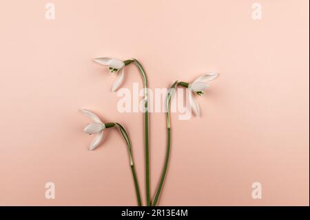 Ansicht von oben mit weißen Schneetropfen auf pinkfarbenem Hintergrund. Drei Frühlingsblumen liegen flach, Kopierraum. Stockfoto