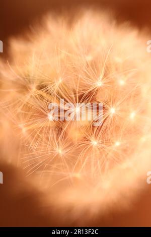 Wildblumen blühen aus nächster Nähe taraxacum officinale Löwenzahn Blaskugel asteraceae Familie botanischer Hintergrund qualitativ hochwertige Sofortaufnahmen Stockfoto