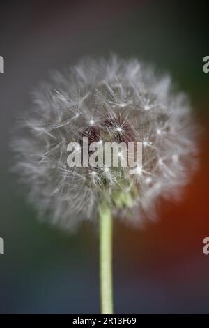 Wildblumen blühen aus nächster Nähe taraxacum officinale Löwenzahn Blaskugel asteraceae Familie botanischer Hintergrund qualitativ hochwertige Sofortaufnahmen Stockfoto