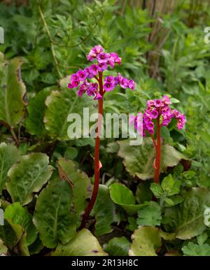 Bergenia Abendglocken in Blume. Stockfoto