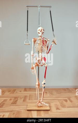 Skelett im Pilates Studio, visuelle Hilfe für menschliches Körpertraining, gesunder Lebensstil. Stockfoto