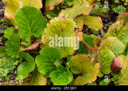 Das Laub der "Bergenia cordifolia 'purpurea". Auch bekannt als „Elefantenohren“ Stockfoto