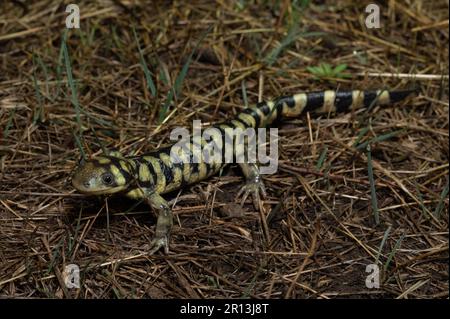 Uber einen juvenilen Intergrad zwischen dem geplünderten Tiger Salamander (Ambystoma m. mavortium) und dem Arizona Tiger Salamander (Ambystoma m. nebulosum). Stockfoto