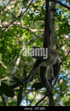 Ein erwachsener männlicher Ma'ax oder Yucatan-Spinnenaffe (Ateles geoffroyi yucatanensis) aus Quintana Roo, Mexiko. Stockfoto