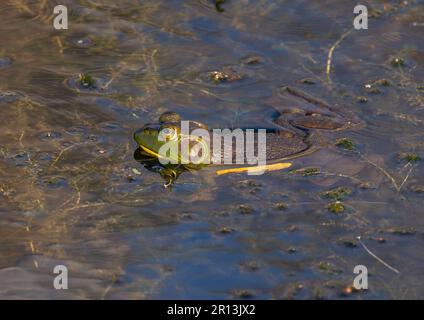 Ein großer und schöner amerikanischer Bullfrosch (Lithobates catesbeuanus) liegt auf der Oberfläche eines Feuchtgebiets von Wisconsin. Stockfoto
