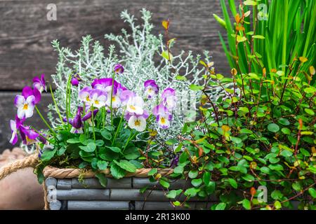 Grauer Blumenkasten aus Holz mit Winter- und Frühlingspflanzen. Leucophyta brownii, Narzissen, muehlenbeckia axillaris und Pansies Stockfoto