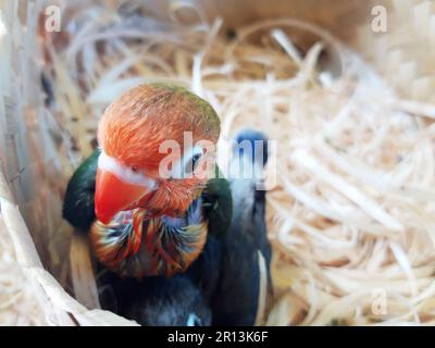 Nahaufnahme eines großen rot-grünen Baby-Turteltäubchens mit rotem Schnabel und schwarzem Turteltäubchen im Nest Stockfoto