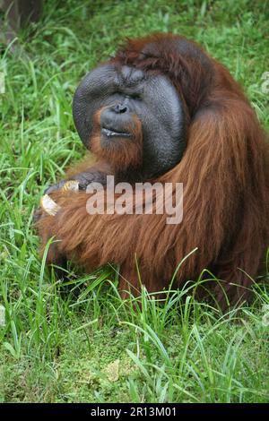 Alpha Male Orang Utan Eating, Matang Wildlife Center, Kuching, Sarawak, Malaysian Borneo. Stockfoto