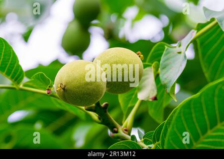 Walnüsse auf einem Astreifen im August Stockfoto