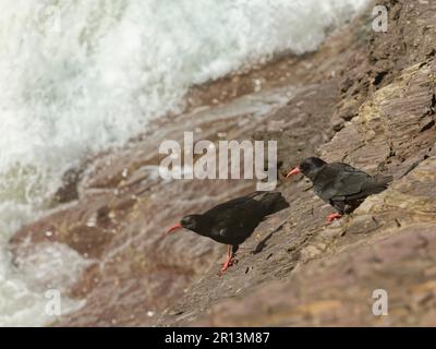 Red-Billed Chough (Pyrrhocorax pyrrhocorax) – Paar hoch oben auf einer Küstenklippe mit rauem Meer im Hintergrund, Cornwall, Großbritannien, April. Stockfoto