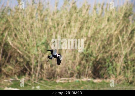 Stechflügelfliegen, Stechflügelpfeifer oder Vogel Vanellus spinosus fliegen auf dem Orontes River. Stockfoto