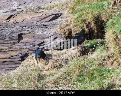 Red-Billed Chough (Pyrrhocorax pyrrhocorax)-Paar, das Nestmaterial alter Graswurzeln am Fuße einer erodierten Sandklippe sammelt, Cornwall, Großbritannien, April Stockfoto