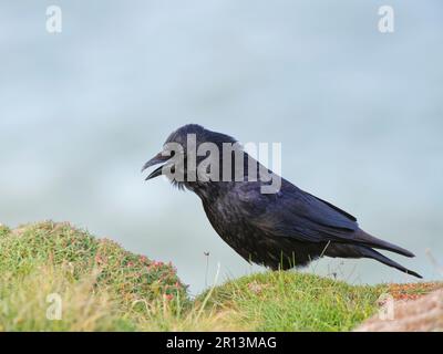 Aaskrähe (Corvus corone) ruft an, wie sie auf dem Klippenrand Grasland steht, Cornwall, Großbritannien, April Stockfoto