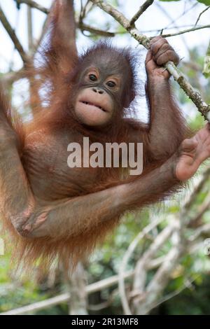 Jungtier Orang Utan in halbwilder Umgebung im Matang Wildlife Center, Kuching, Sarawak, Borneo. Stockfoto