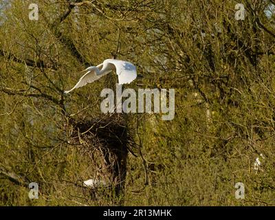 Die Weidenreiher (Ardea alba), die von einem Weidenbaum abheben, wo kleine Reiher (Egretta garzetta) nisten, Magor Marsh, Wales, Großbritannien, April. Stockfoto